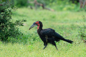Bucorve du Sud, Grand calao terrestre, Bucorvus leadbeateri, Southern Ground Hornbill