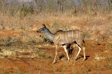 Grand koudou, Tragela strepsiceros, Parc national de Ruaha, Tanzanie