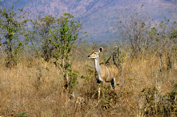 Grand koudou, Tragela strepsiceros, Parc national de Ruaha, Tanzanie