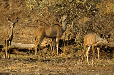 Grand koudou, Tragela strepsiceros, Parc national de Ruaha, Tanzanie