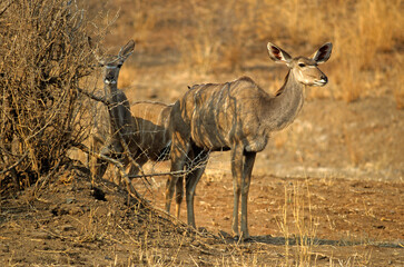 Grand koudou, Tragela strepsiceros, Parc national de Ruaha, Tanzanie