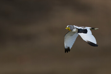 White-crowned Lapwing (Vanellus albiceps) in flight in South Luangwa National Park