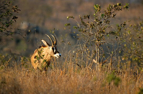 Antilope rouanne, hippotrague, Hippotragus equinus, Parc national de la Ruaha, Tanzanie