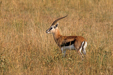 Gazelle de Thomson , Gazella leptoceros, Kenya