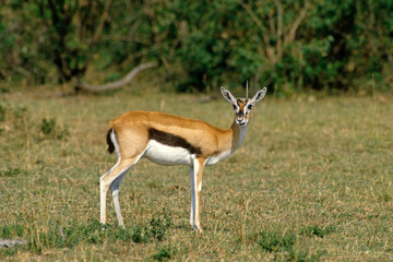 Gazelle de Thomson , Gazella leptoceros, Kenya