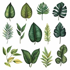 Obraz premium Collection of various tropical leaves illustrated on a white background showcasing diverse shapes and sizes. Generative AI