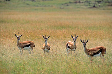 Gazelle de Thomson , Gazella leptoceros, Kenya