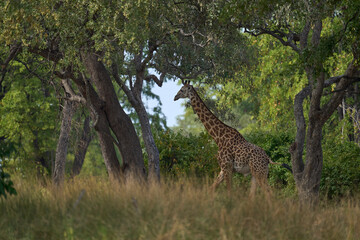 Thornicroft giraffe (Giraffa camelopardalis thornicrofti) in South Luangwa National Park, Zambia