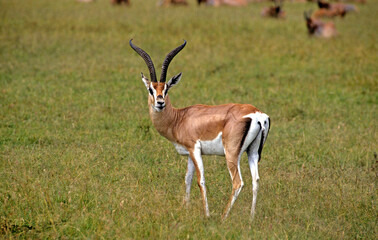 Gazelle de Grant, Gazella granti, Réserve de Masai Mara, Kenya