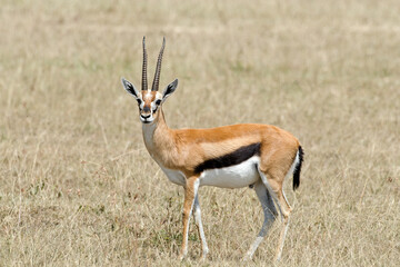 Gazelle de Thomson , Gazella leptoceros, Kenya