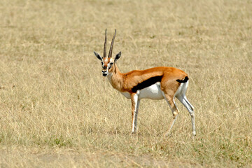 Gazelle de Thomson , Gazella leptoceros, Kenya
