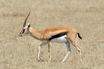 Gazelle de Thomson , Gazella leptoceros, Kenya