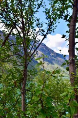 trees in the mountains
