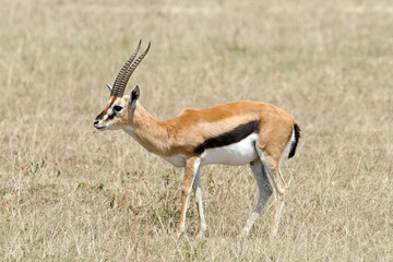 Gazelle de Thomson , Gazella leptoceros, Kenya