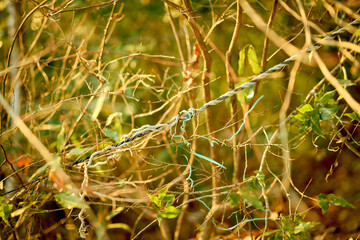 森に残置されたロープと針金