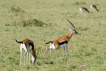 Gazelle de Thomson , Gazella leptoceros, Kenya