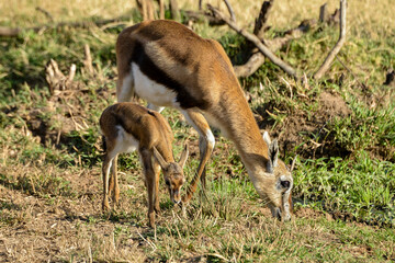 Gazelle de Thomson, Gazella Thomsonii, femelle, jeune, Afrique de l'Est