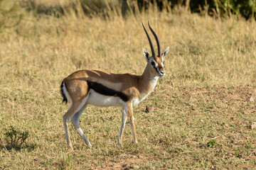 Gazelle de Thomson, Gazella Thomsonii, male, Afrique de l'Est