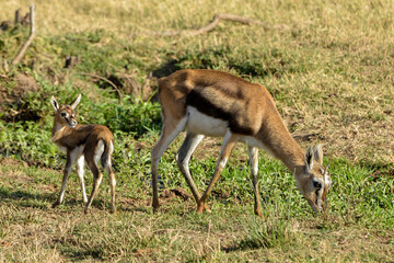 Gazelle de Thomson, Gazella Thomsonii, femelle, jeune, Afrique de l'Est