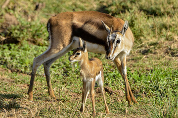 Gazelle de Thomson, Gazella Thomsonii, femelle, jeune, Afrique de l'Est