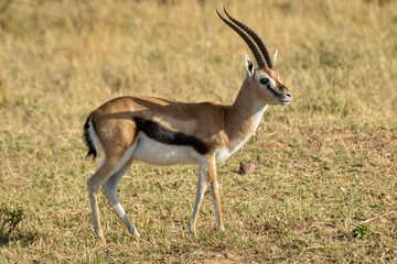Gazelle de Thomson, Gazella Thomsonii, male, Afrique de l'Est