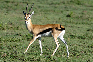 Gazelles de Thomson, Eudorcas thomsonii nasalis, Afrique de l'Est