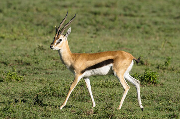 Gazelle de Thomson , Gazella leptoceros, Kenya
