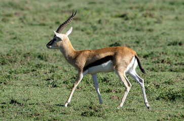 Gazelles de Thomson, Eudorcas thomsonii nasalis, Afrique de l'Est