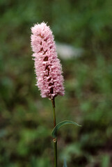 Renouée bistorte, Polygonum bistarta