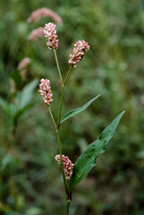 Renouée persicaire, Polygonum persicaria