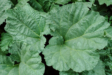 Rhubarbe, Rueum rhabarbarum, variété Brown's Crimson