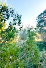 Nest of Processionary Caterpillars in a Pine Tree.