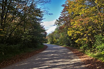 Obraz premium A tranquil road framed by vibrant autumn trees with colorful leaves, under a bright blue sky and white clouds. Concept of peaceful nature scene. Ai generative