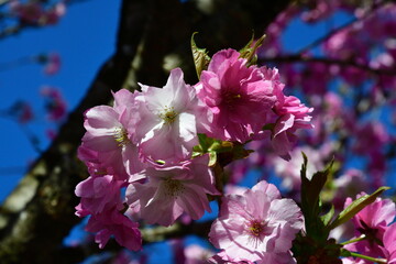 那須白河フォレストスプリングス花野華（福島県）