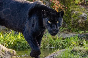Selbstklebende Fototapeten Black jaguar on the prowl © adrian