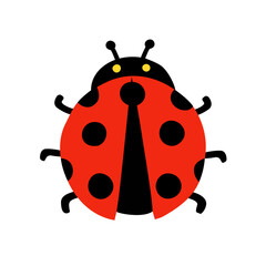 ladybug on white background