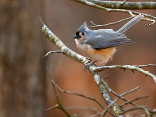 Tufted titmouse fluffing its feathers for warmth on a cold winter day in Georgia