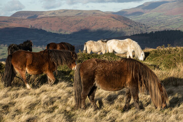 The group of different coloured Welsh ponies on the moors
