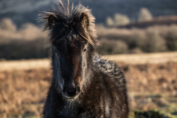 the portrait of a young foal pony