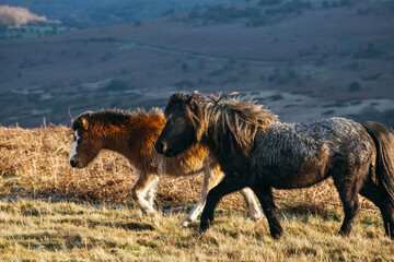 Two young Welsh pony foals, section B