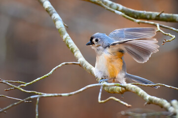Tufted titmouse stretching with its wings open 