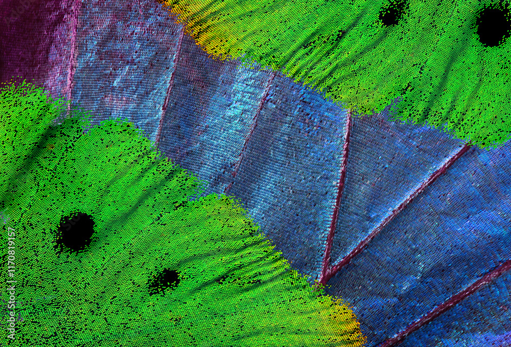 Aufkleber texture of tropical butterfly wings. abstract pattern of butterfly wings close-up