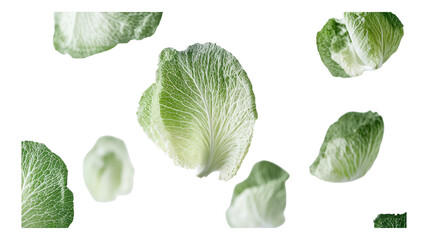 Fresh green cabbage leaves isolated on a transparent background for culinary design or food illustrations in a creative arrangement.
