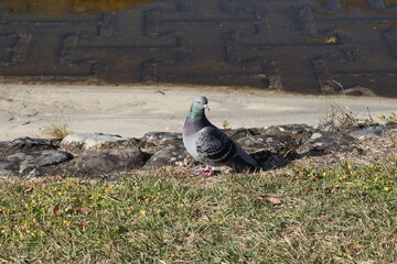 Fototapeta premium 鳩