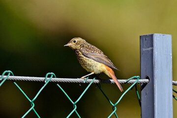 junger Gartenrotschwanz (Ästling) // juvenile common redstart (Phoenicurus phoenicurus) 