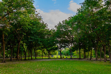 Green beautiful park and blue sky in evening.