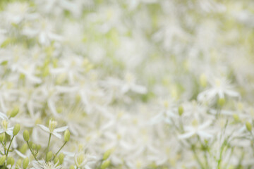 Blurred Floral spring background of fragrant white flowers of Clematis flammula or Sweet-souled Clematis with buds
