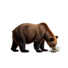 Fototapeta premium Brown Bear Grazing Quietly Against a Plain White Background