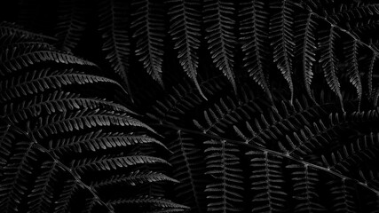 A close up of a leafy plant with dark green leaves. The image has a moody and mysterious feel to it, as the dark leaves contrast with the black background