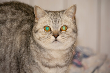 A gray British cat with eyes with a green sparkle looks into the lens